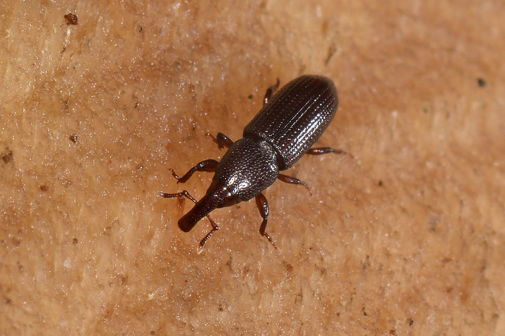 Melicius gracilis - Curculionidae